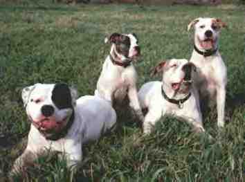 Mad Max, Baby Schlau, Nelly und Maggie von Anukmun American Bulldogs