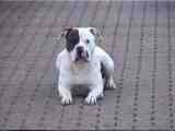 Spike von Anukmun American Bulldogs