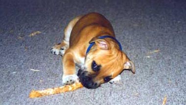 Hallo, ich heiße Buster. Frau Bergundthal hat auch dieses Foto zur Verfügung gestellt.