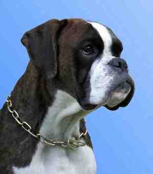 Femme von den Blausteinsee-Boxern