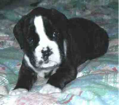 Hallo! Ich bin ein Blausteinsee-Welpe!