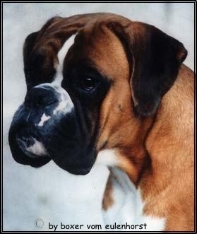 Rolex vom Eulenhorst