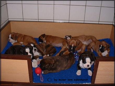 Welpen aus dem Boxerzwinger "vom Eulenhorst"