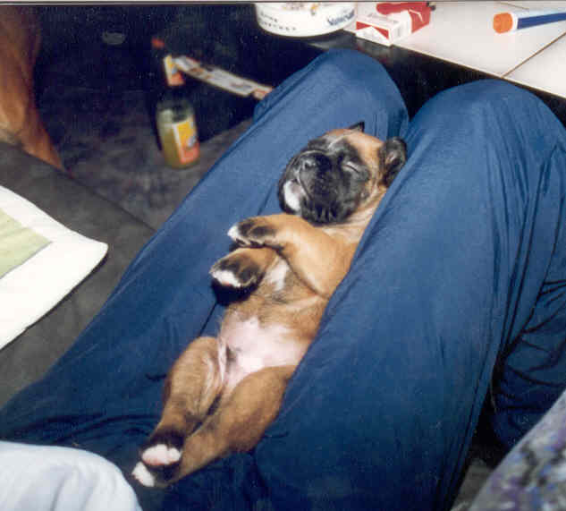 Aus dem anstrengenden Leben eines Boxerwelpen