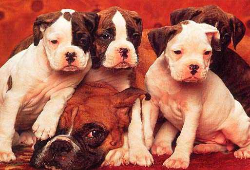 Vielen Dank und Grüße an Boxer Lucky