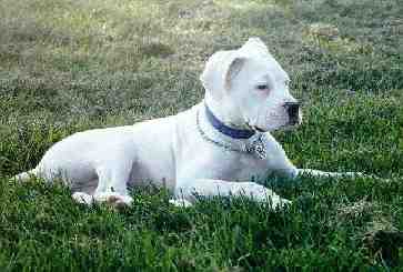 Das Foto wurde mit freundliche Erlaubnis des Webmasters von der Seite www.boxer.here.de übernommen.