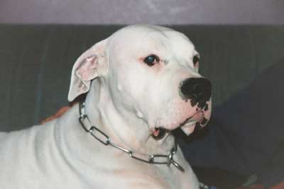 Der Dogo Argentino...