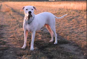 ...ein großer weißer Hund...