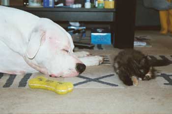 ...ist ein unerschrockener Jäger...