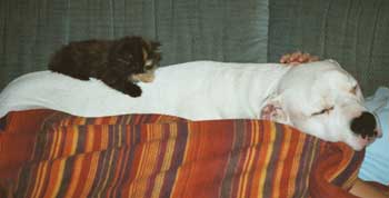 ...ein vorzüglicher Wachhund...