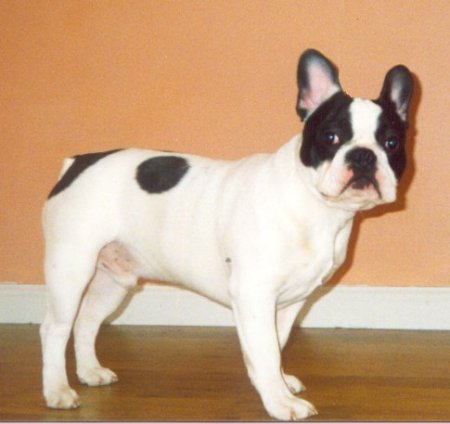 Ralph von Madainn French Bulldogs