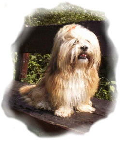 Lhasa Apso ...macht sein Sonntagsgesicht