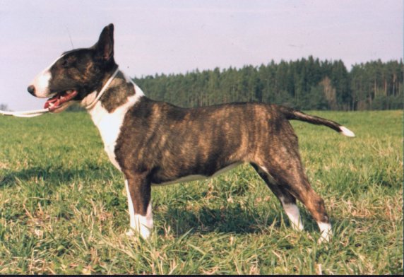 Das ist Miss Mable aus der Zucht vom Fürstengraben. Wir danken Familie Wangrin für die freundliche Überlassung des Fotos.