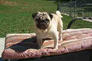 Das Foto von Bear wurde vom Maryland Pug Club zur Verfügung gestellt.