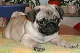 Wer kann mir widerstehen? "Cider" vom Kennel Sparvögas. Herzlichen Dank an Camilla Dahlroth in Schweden.