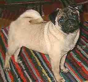 Bla Mandags Crazy Cecilie - aber keine Sorge, ich bin gaaanz lieb. Herzlichen Dank an Anka und Ole aus Norwegen.