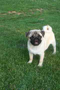 Dieses reizende Mopsmädchen des Maryland Pug Club hört auf den Namen Mercedes - meistens...