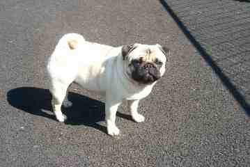 Das ist Topaz. Herzlichen Dank und Grüße über den "Großen Teich" an Anita und Sigi vom Maryland Pug Club.