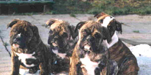 Welpen von Izzys aus der Zucht Olde English Bulldogge of Lévêques