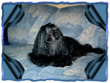 Magic Best Boy  den von Shih Tzu of Shu-Lin