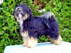 Faruk vom Kennel Tilashu