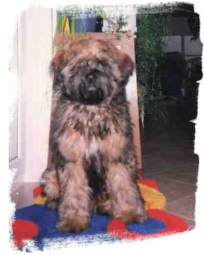 Yoshi vom Kennel Pamaghiba