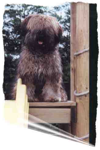 Vielen Dank an Patrick und Margaretha vom Kennel Pamaghiba in Belgien.