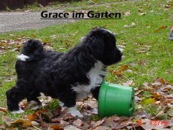 Tibet Terrier als Gärtner