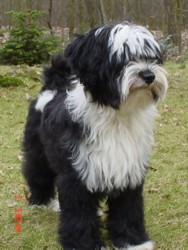 Winnie vom Kennel Tilashu. Vielen Dank für die Fotos an Katja Rauhut.